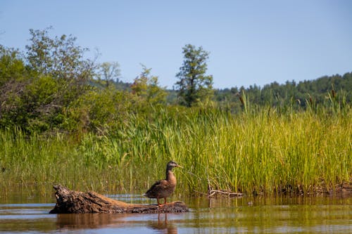A Brown Duck on the Wood Log in the River