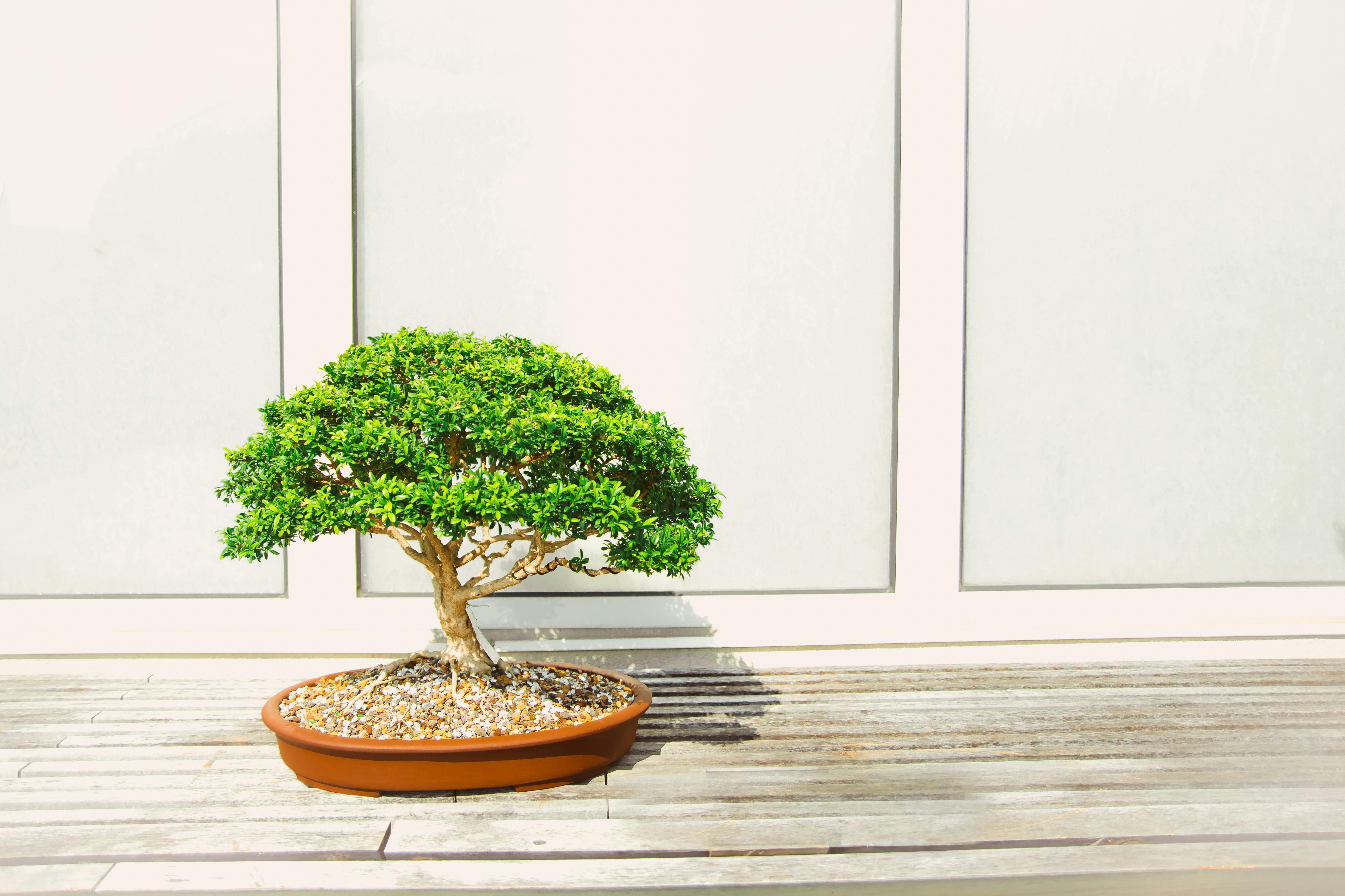 Green Bonzai Tree on Table · Free Stock Photo