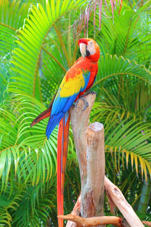 Colorful Macaw on a Tree Branch