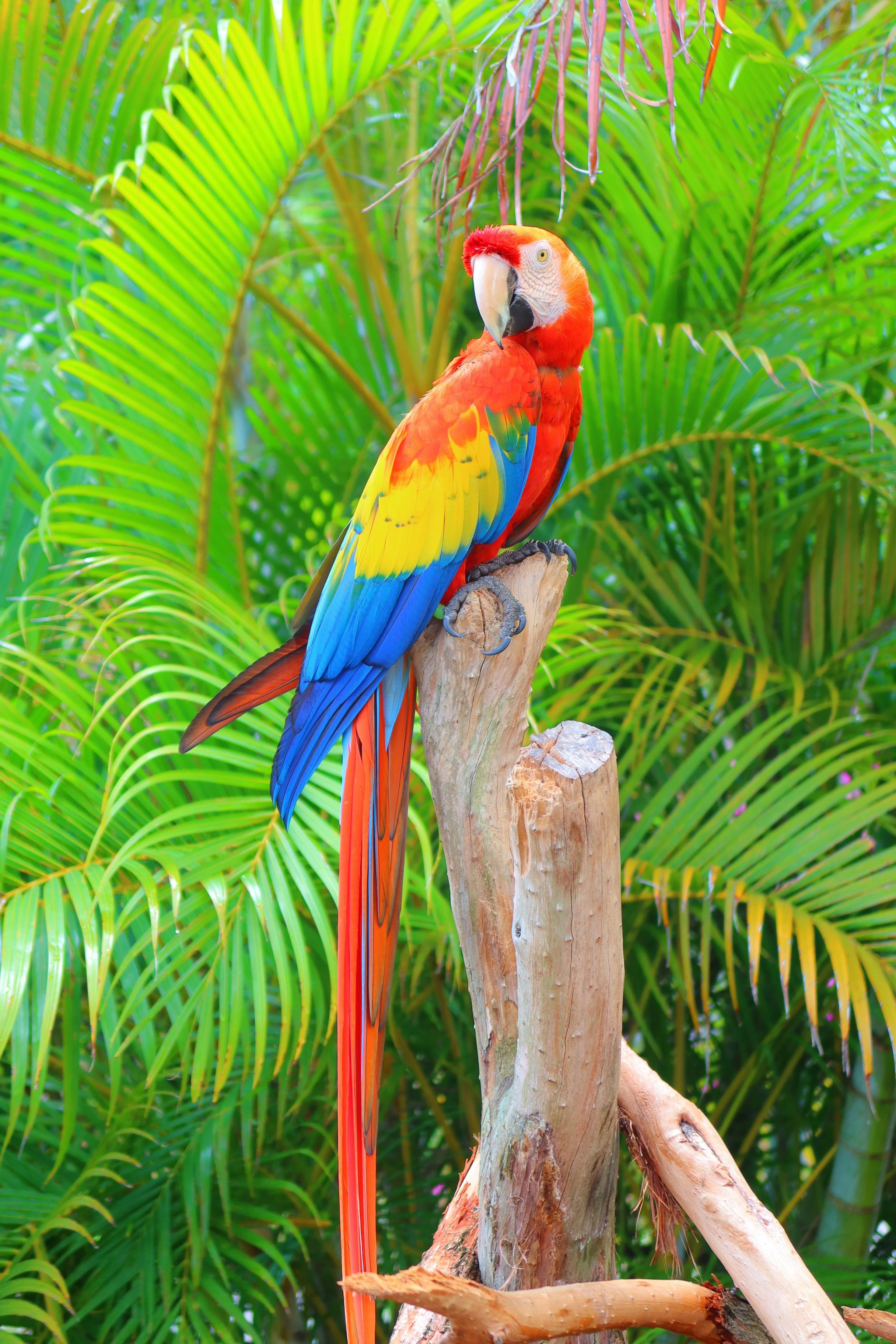 tropical rainforest macaw