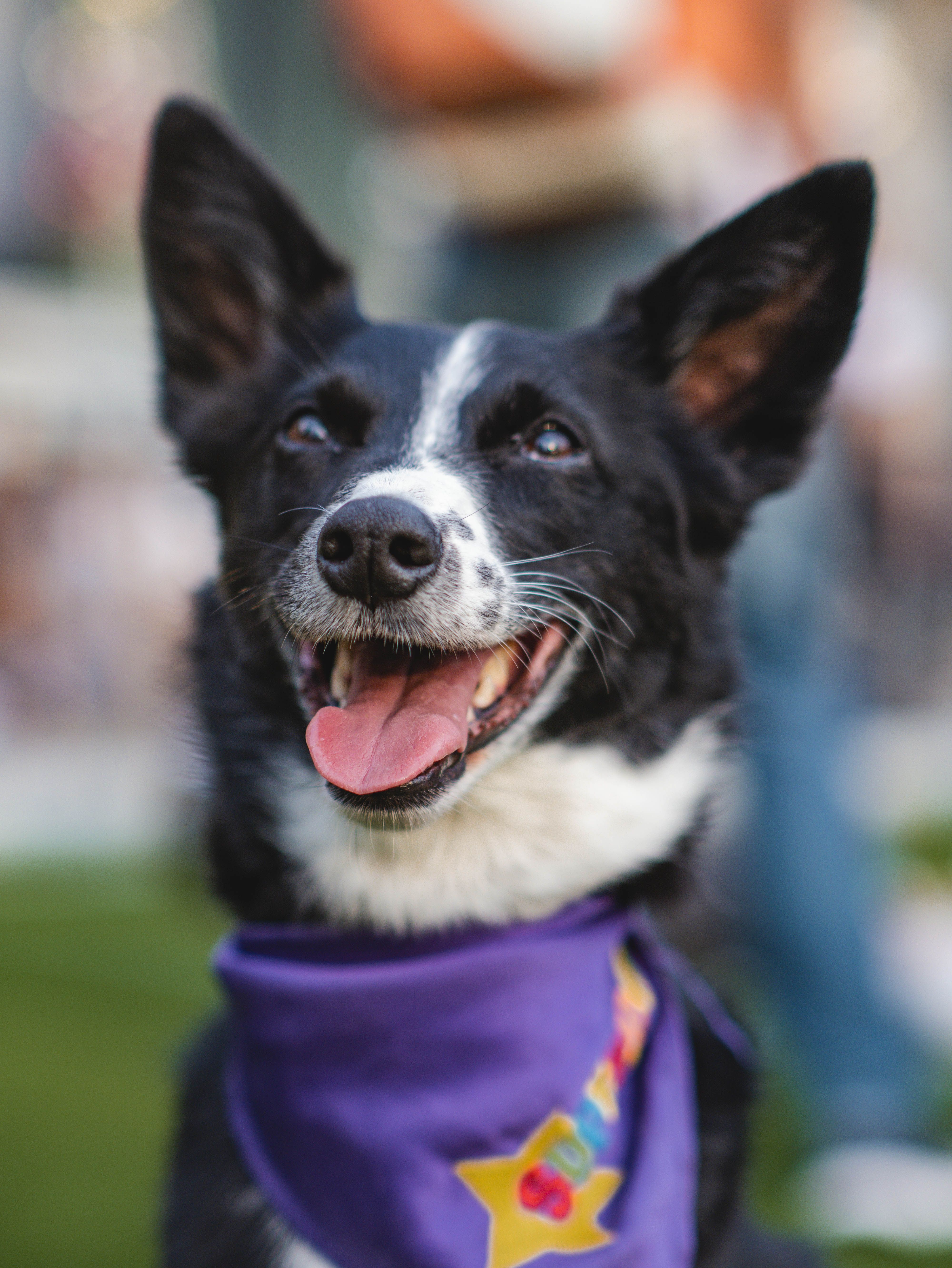 McNab dog looking up happily with a colorful scarf, captured outdoors in Vancouver.