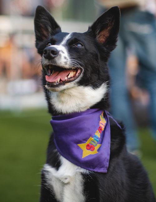 Free Charming border collie with a purple bandana enjoying a day outdoors in Vancouver. Stock Photo