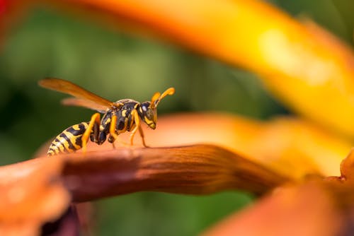 Free stock photo of wasp