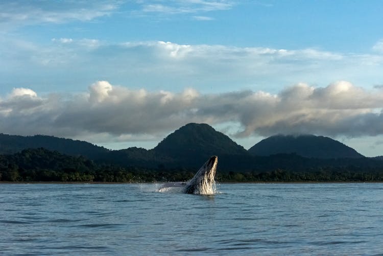 Humpback Whale Emerging From Water 