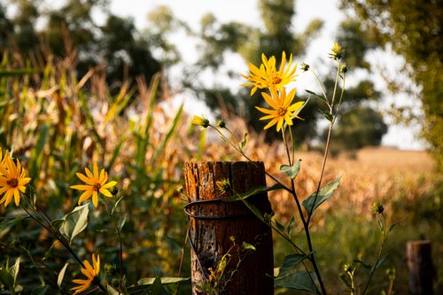 Free Sunflowers on barbed fence Stock Photo
