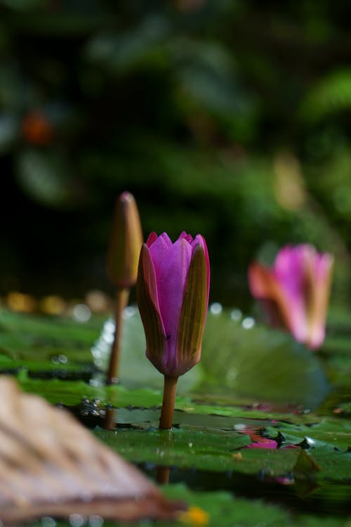 Základová fotografie zdarma na téma "indický lotus", detail, fialová kytka