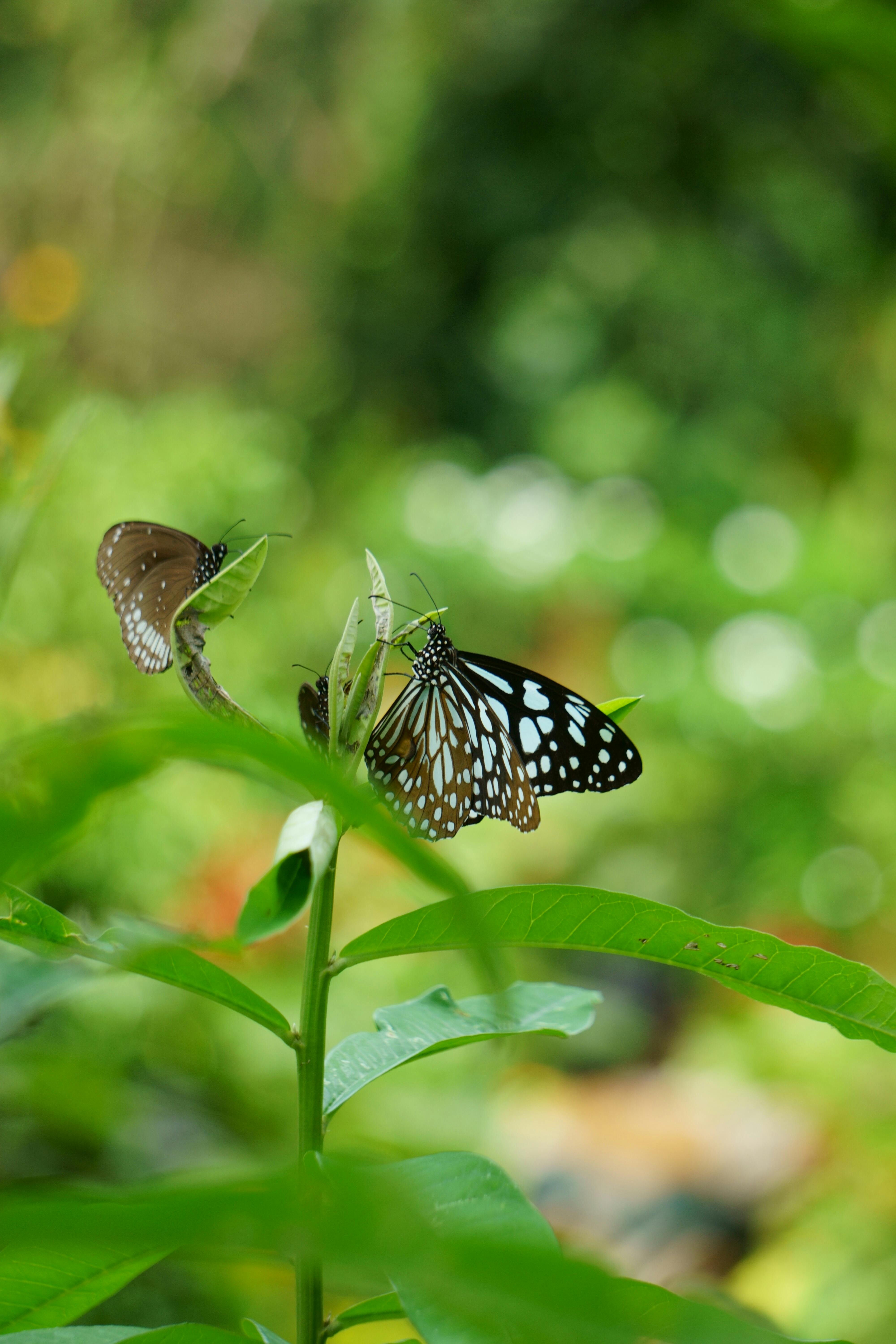 Tiger and Red Creeper Plant · Free Stock Photo