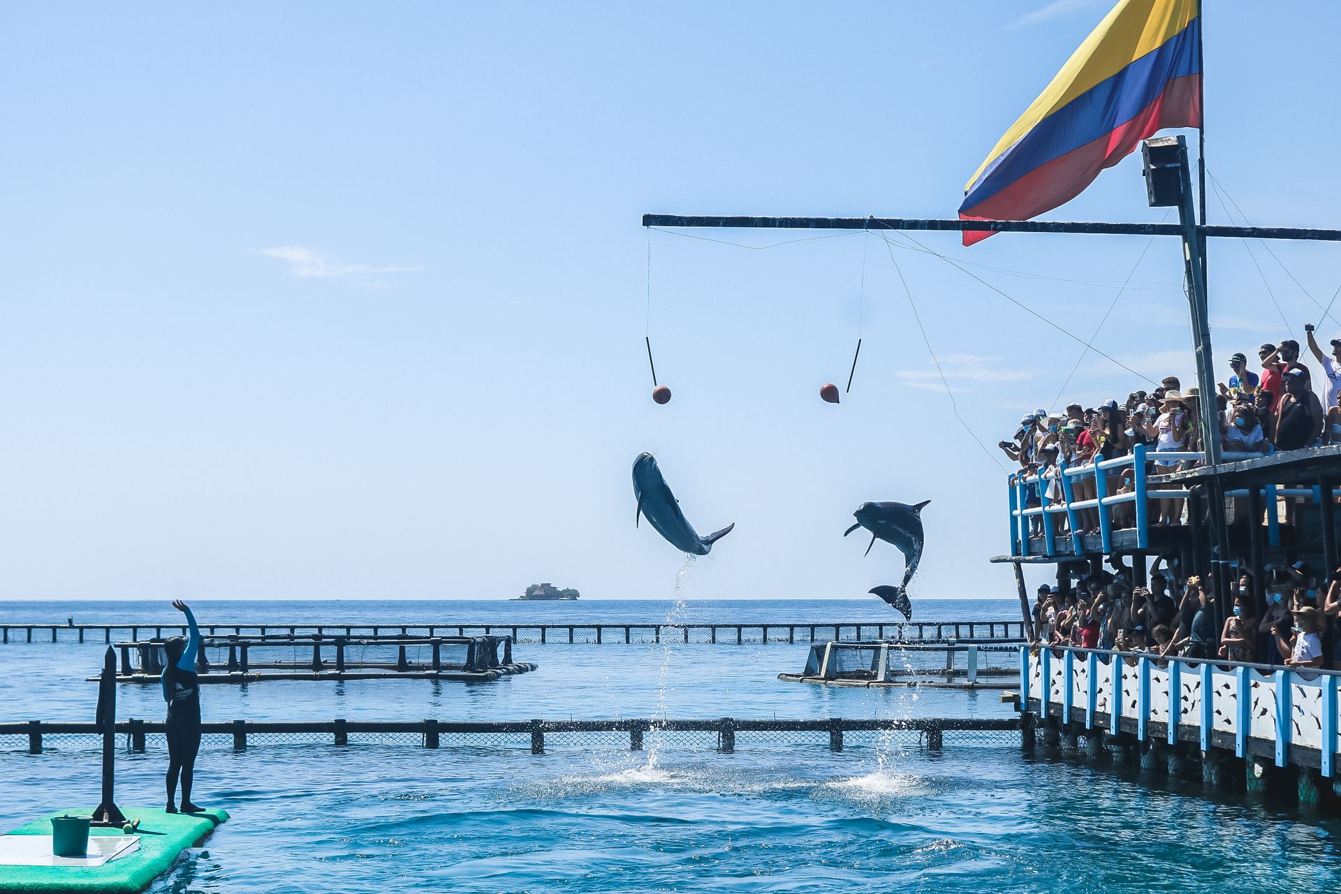 Dolphins performing at a show in Cartagena, Colombia, amidst a lively audience.