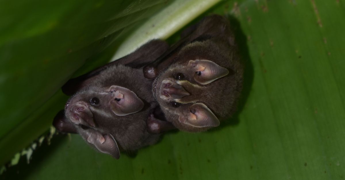 Animales con capacidades biológicas sorprendentes para resistir condiciones difíciles Animales con capacidades biológicas sorprendentes para resistir condiciones difíciles
