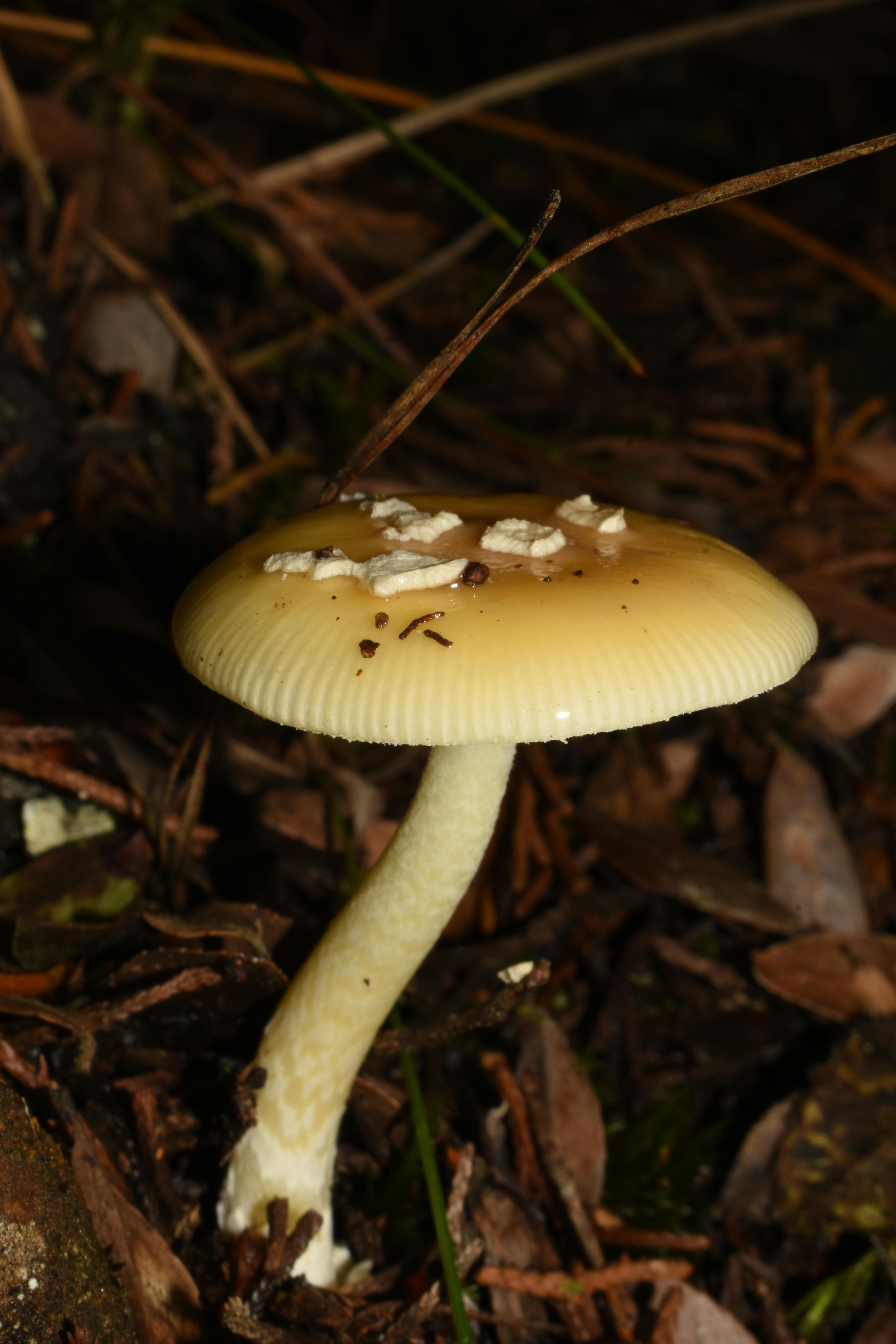 Selective Focus Photography of Brown Mushroom · Free Stock Photo