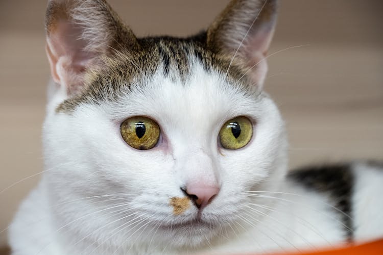 Close Up Of A Cat Head