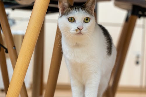 Photo of a White Cat under a Table