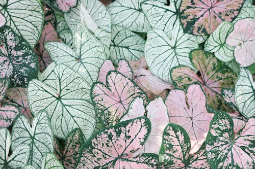 Free Photo of Leaves Stock Photo