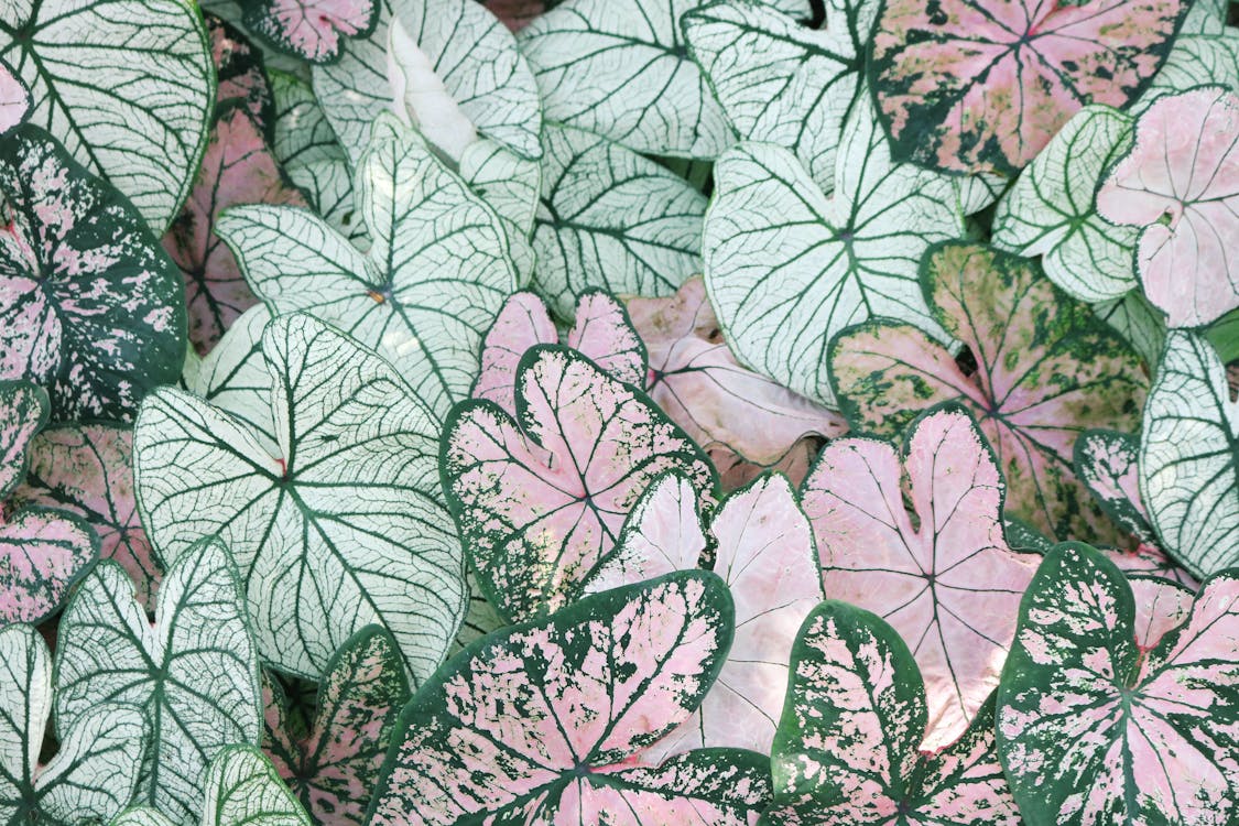 Free Photo of Leaves Stock Photo