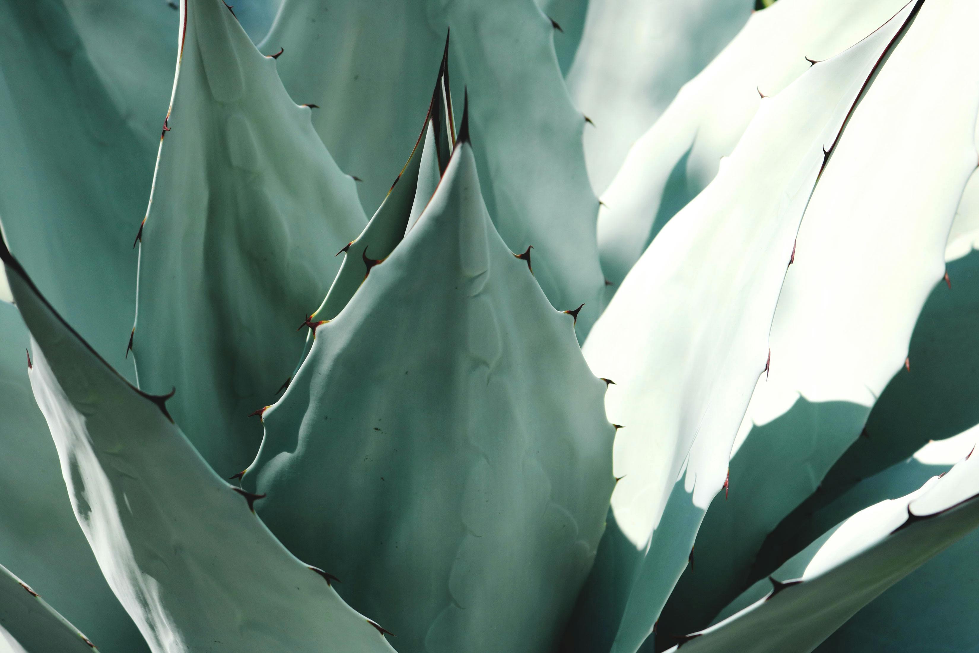 macro photography of plant