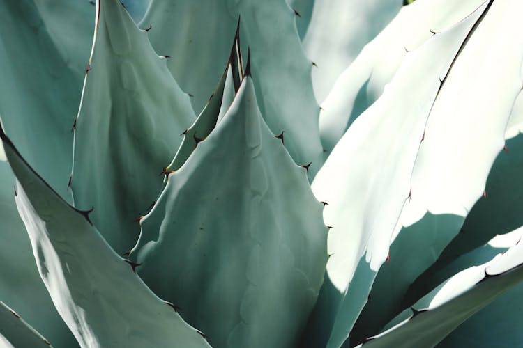 Macro Photography Of Plant