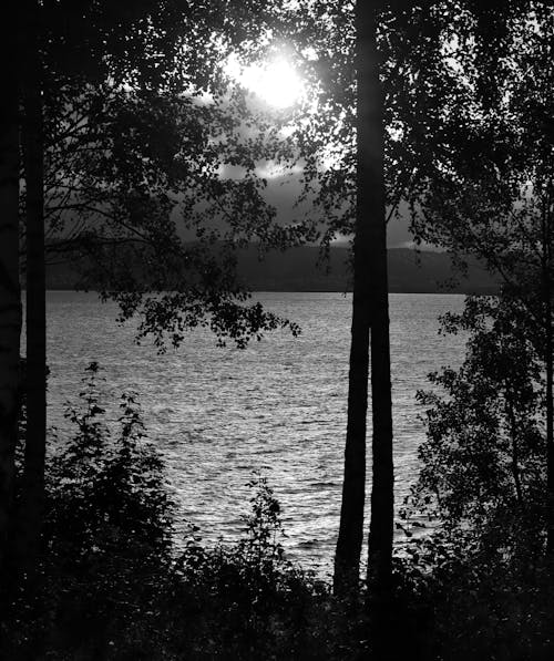 Black and White Photo of Trees by the Lake
