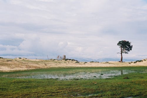 Landscape with Marsh