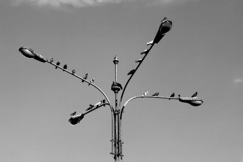 Pigeons Perched on Street Lamps
