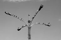 Pigeons Perched on Street Lamps