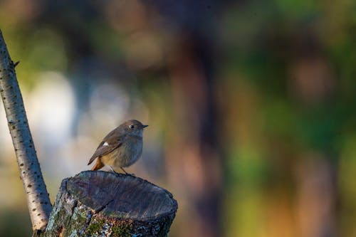 Close-Up Photo of a Brown Bird perched on Tree