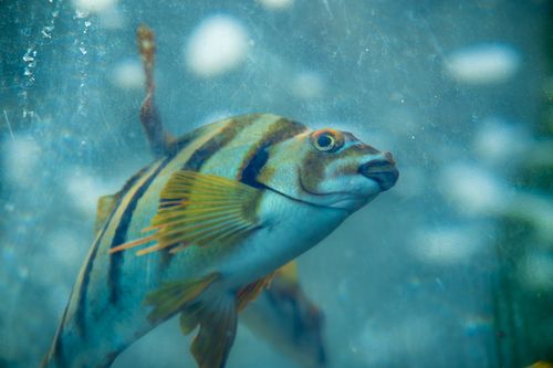 Free A vivid fish with distinct stripes swimming underwater, showcasing vibrant fins and aquatic life. Stock Photo