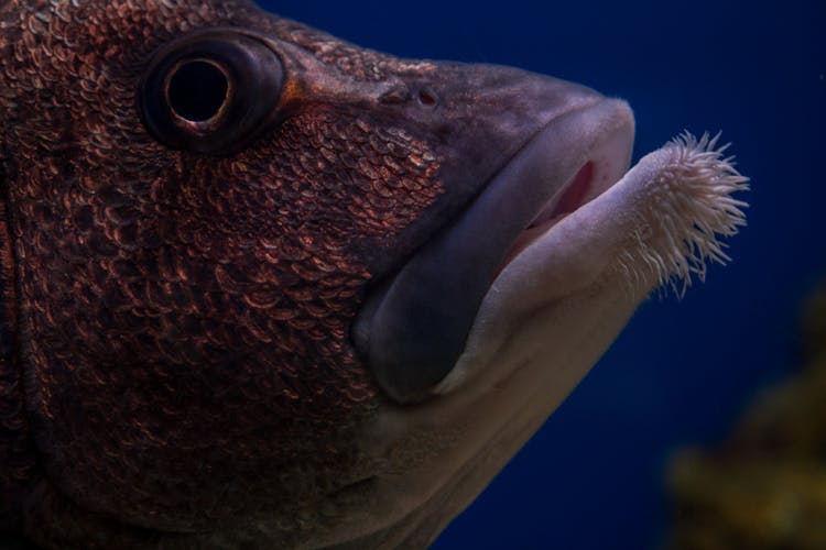 Close Up Photo Of Mouth Of A Red Snapper