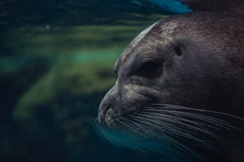 Free A detailed side view of a sea lion underwater, highlighting its whiskers. Stock Photo