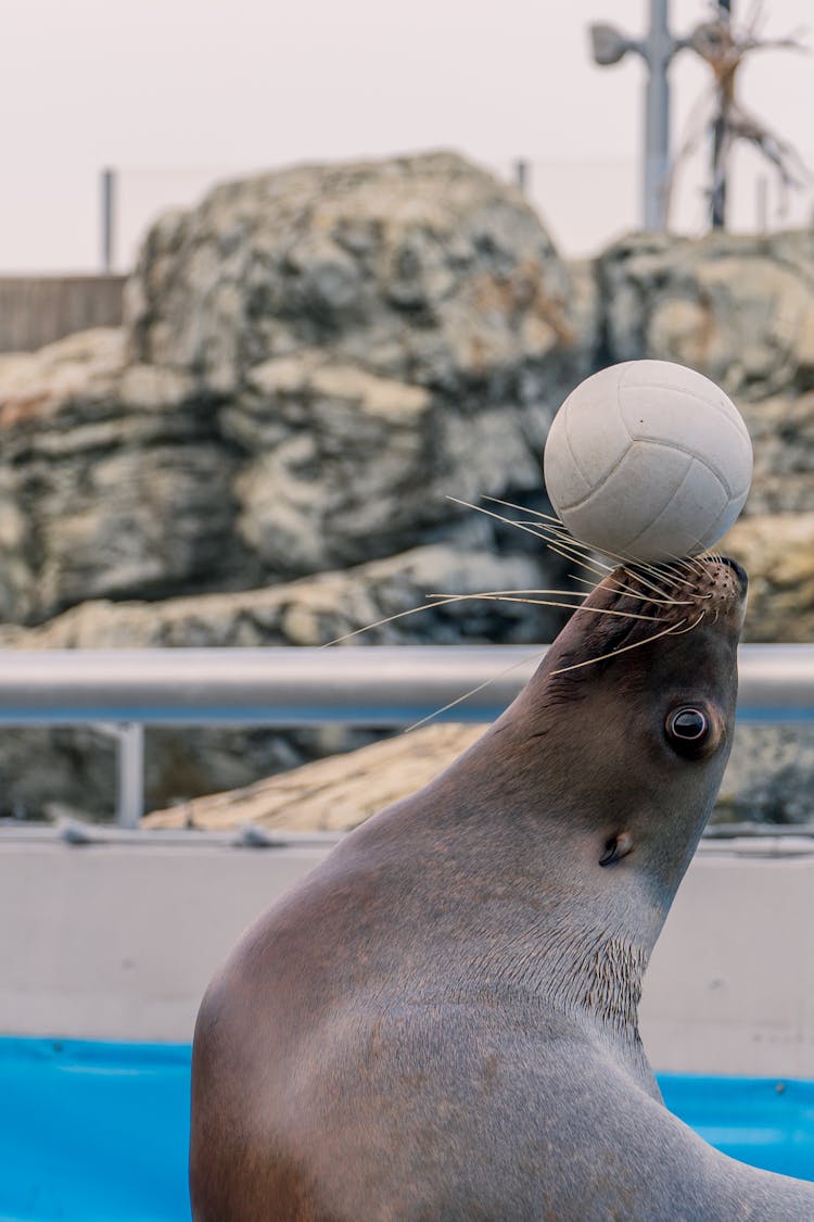 Sea Lion Balancing A Ball