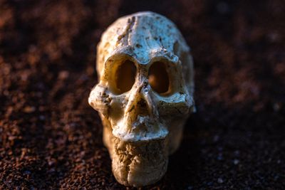 Ancient Hominin Diet Revealed by Fossil Teeth