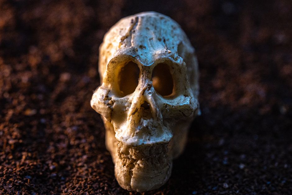 Ancient Hominin Diet Revealed by Fossil Teeth