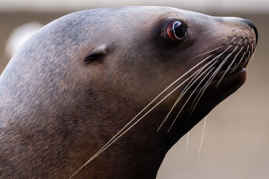 Detailed side view of a sea lion showcasing its sleek fur and prominent whiskers.