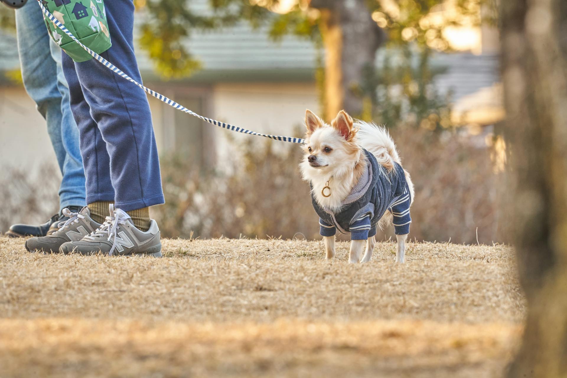 Chihuahua på koppel