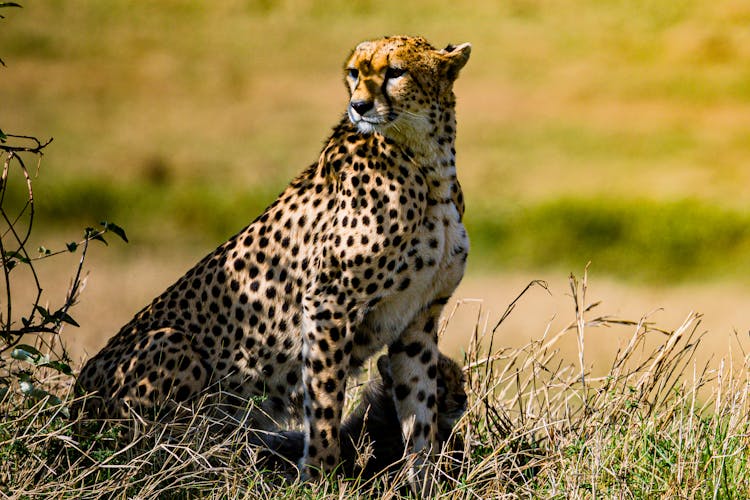 Photo Of A Cheetah And Its Cub