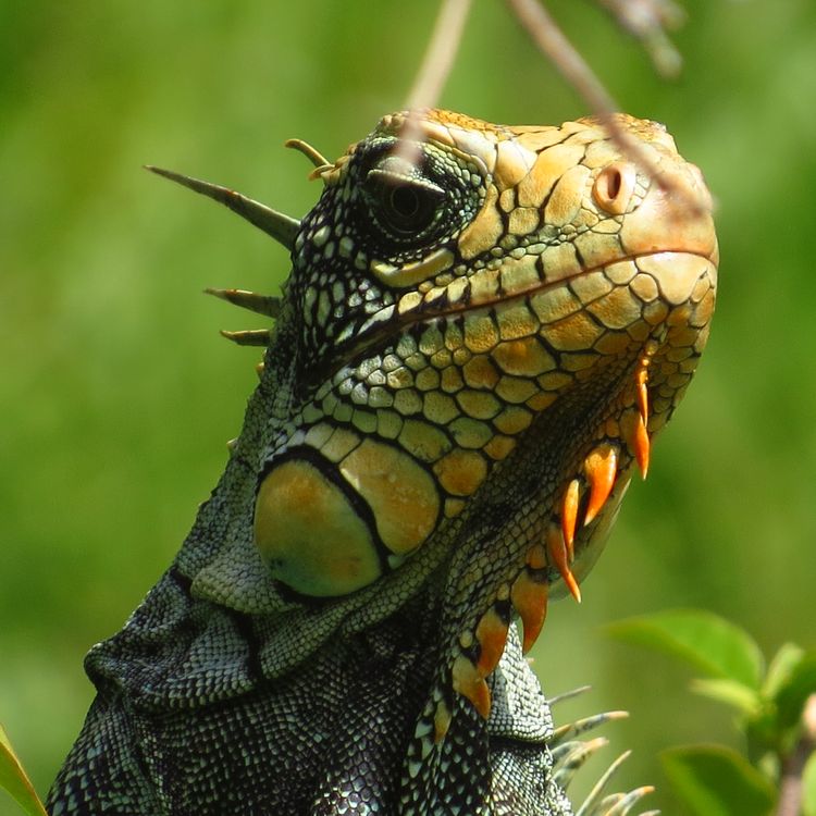 Head of Lizard · Free Stock Photo