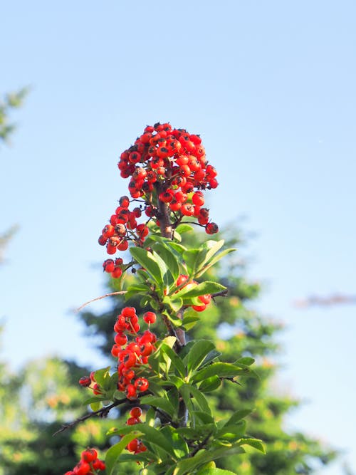 Free stock photo of berries, shrub