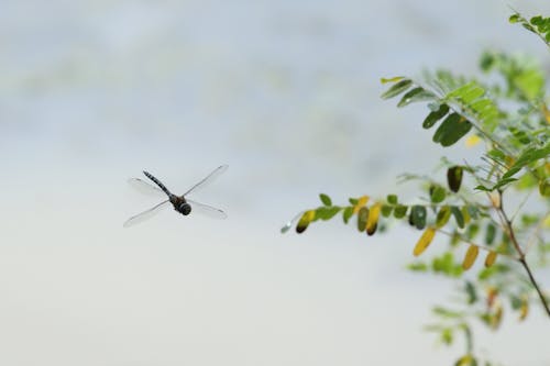 Immagine gratuita di canon r7, dragonfly, mark soetebier