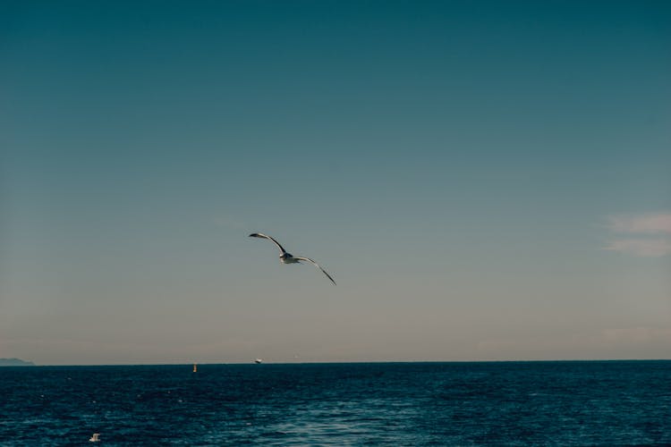 Gull Flying Above Sea