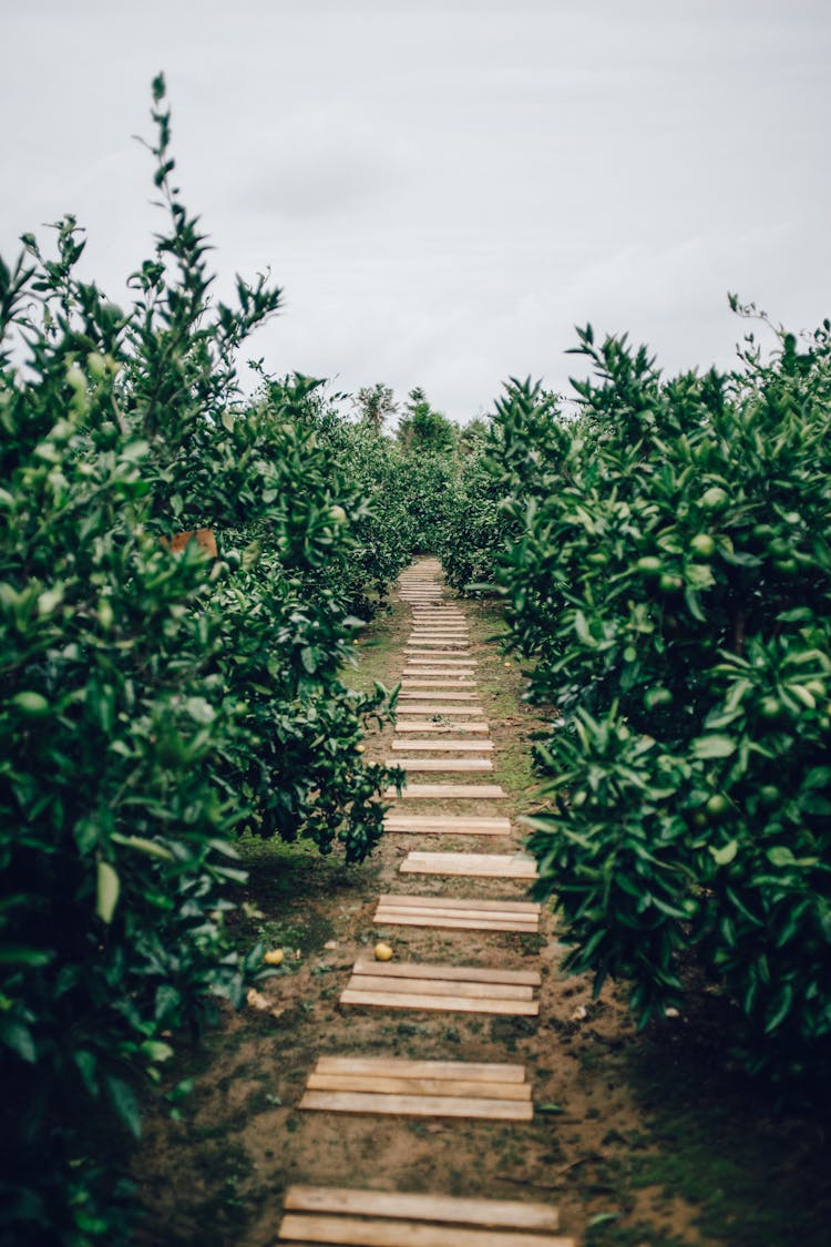 A Narrow Pathway Between Green Plants