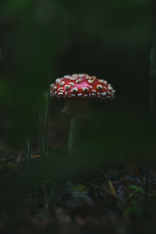 Close-up Photo of a Fly Agaric Mushroom