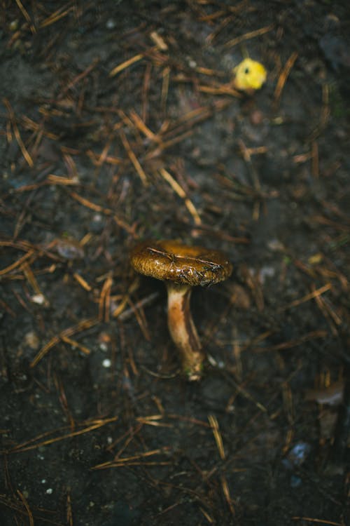 간, 독버섯, 셀렉티브 포커스의 무료 스톡 사진
