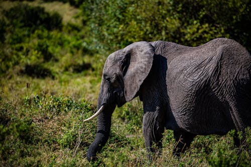 An African Bush Elephant Walking on Green Grass Field