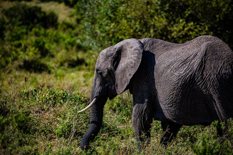 An African Bush Elephant Walking On Green Grass Field