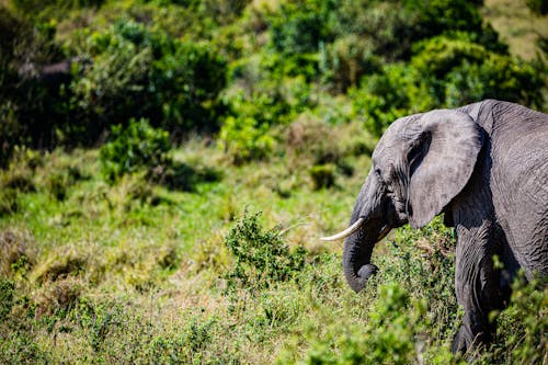 Elephant Walking on Green Grass