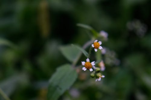 Kostnadsfri bild av blommor