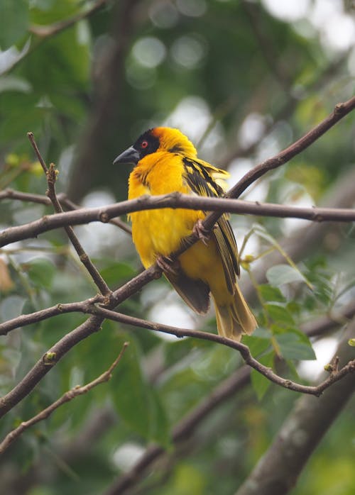A Yellow and Black Bird on Brown Tree Branch