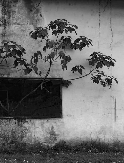 Бесплатное стоковое фото с вертикальный выстрел, ветвь, листья