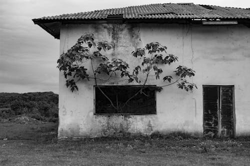 Tree Growing inside an Abandoned Building