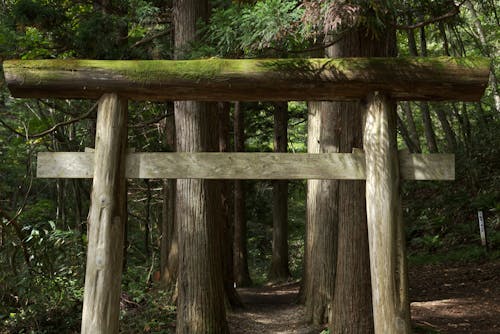 Mossy Torii Gate in the Forest