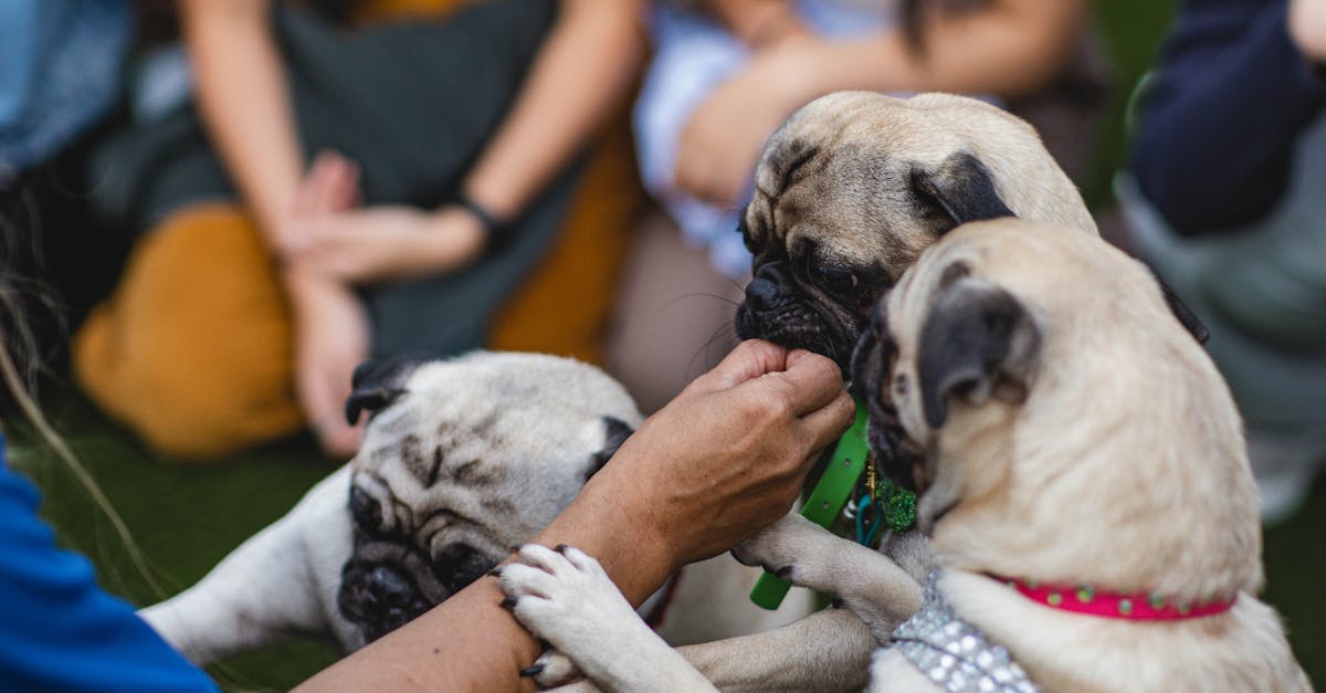 Person Giving Treats to Pugs